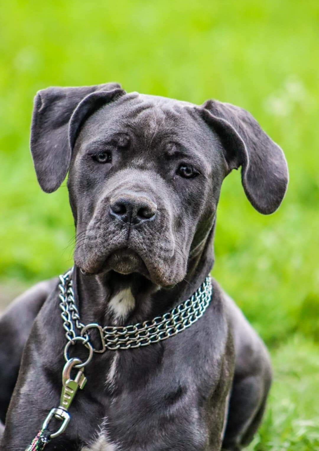 Cléo du bois de champia - Cane Corso