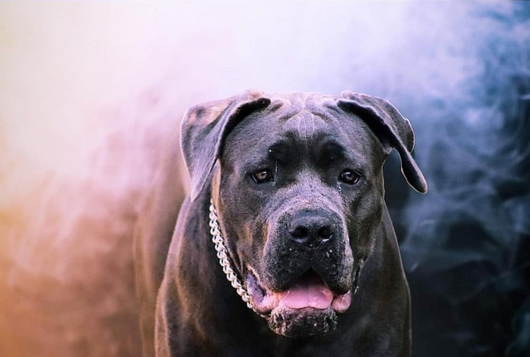 Winnie du bois de champia - Cane Corso